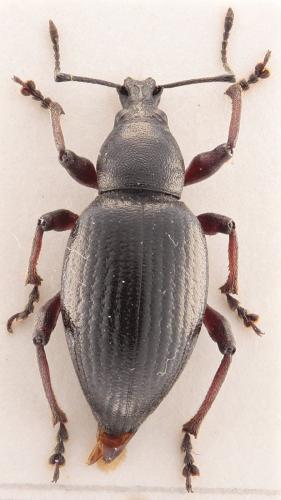 Réf. 333 244 : Otiorhynchus morio